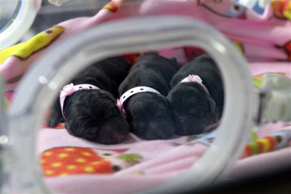 Three cloned puppies snuggle in an incubator at a Boyalife Group facility in Tianjin, China, in 2014