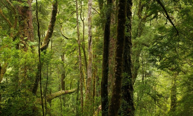  Fires have broken out in parts of the Tarkine rainforest in Tasmania’s north-west. Once these forests are burned, they take centuries to recover. Photograph: Markus Mauthe/Greenpeace