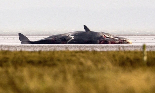  A fifth Sperm Whale is washed ashore near Skegness several miles further along the Lincolnshire coastline where another four were washed up earlier in Skegness. Photograph: Dan Kitwood/Getty Images