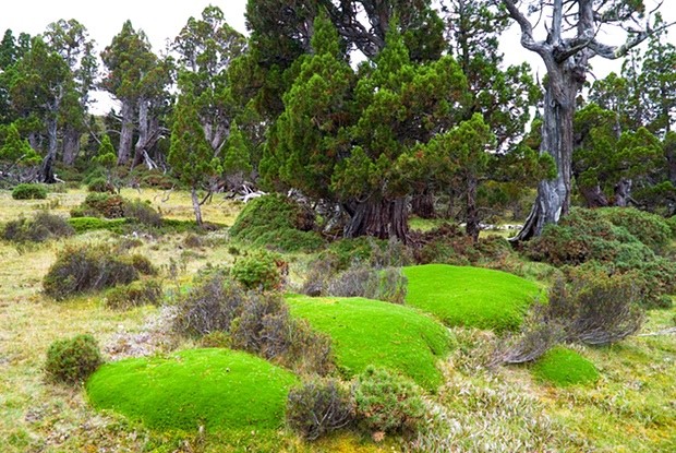 Giant cushion plants in an ancient pencil pine forest in the Walls of Jerusalem national park, Tasmania. Stands of these pines, which live up to 1,200 years and exist only in the island state, have been burned in the past week. Photograph: Ashley Whitworth/Alamy