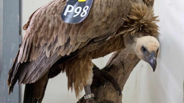 The vulture is now being treated at a wildlife clinic near Tel Aviv for minor injuries