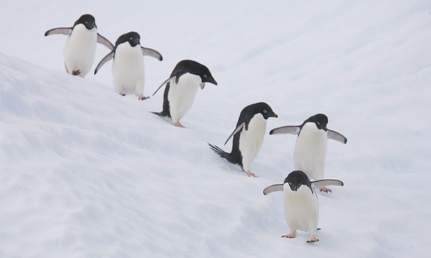 There are fears the colony of Adelie penguins will be wiped out in 20 years’ time unless the iceberg moves. Photograph: Alamy