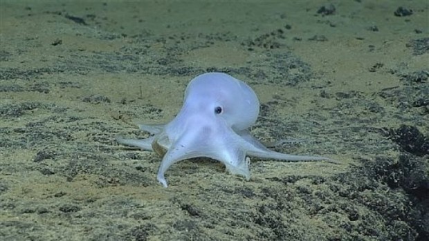 Image shows a possible new species of octopus. (NOAA Office of Ocean Exploration and Research, Hohonu Moana 2016 via AP)