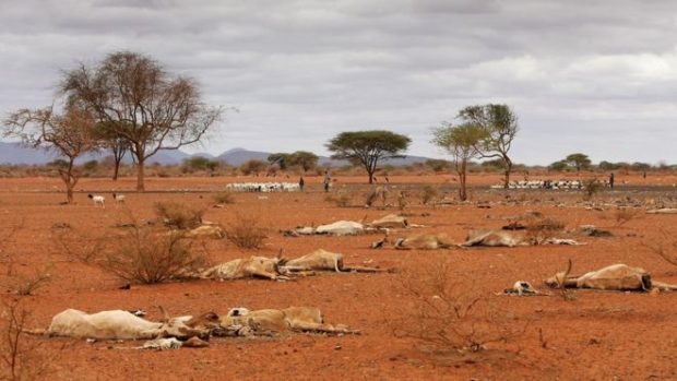 2016 has seen high temperatures lead to devastating droughts in many parts